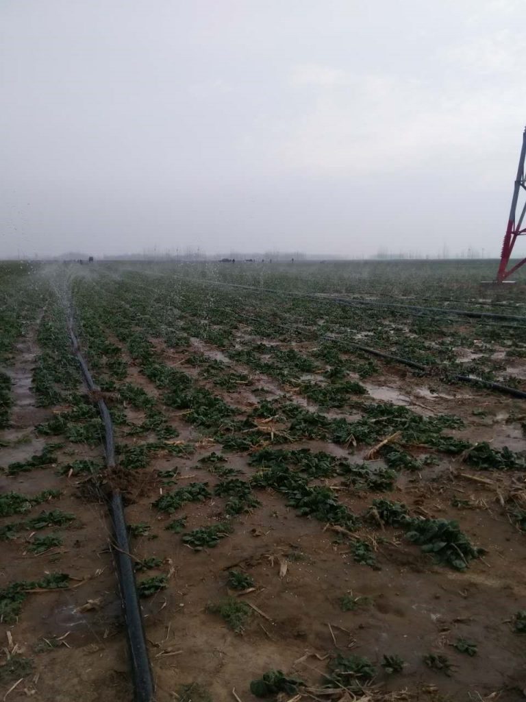 園林噴灌、滴灌、微噴