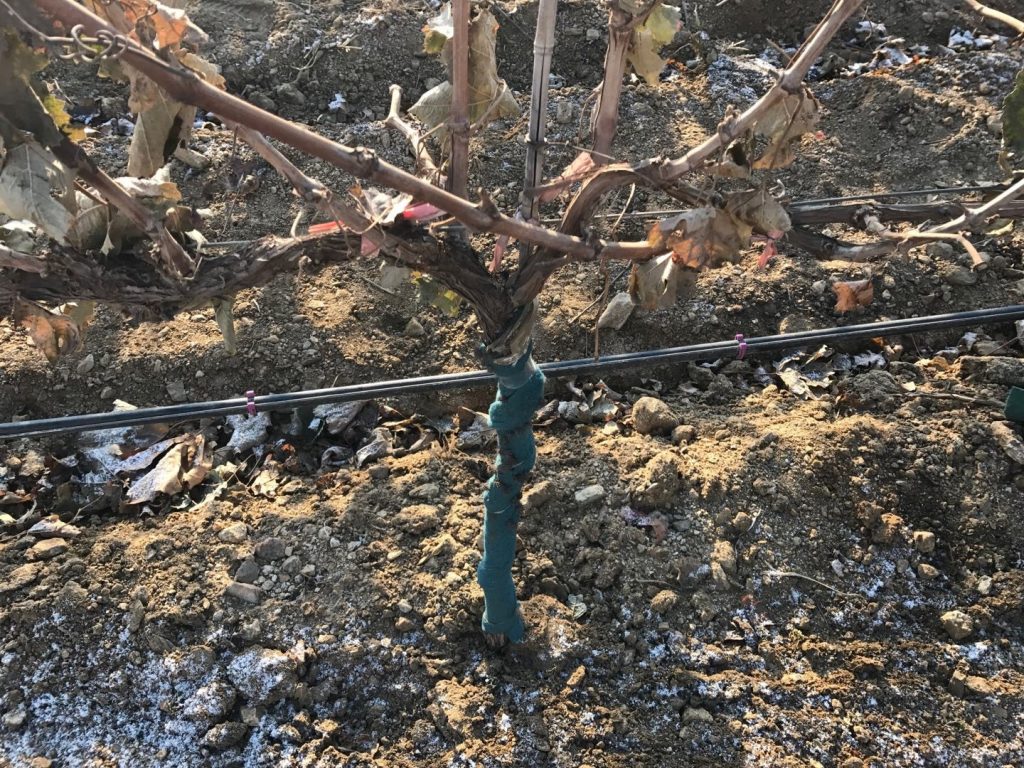 葡萄滴灌、葡萄噴灌、葡萄微噴、葡萄滴灌帶