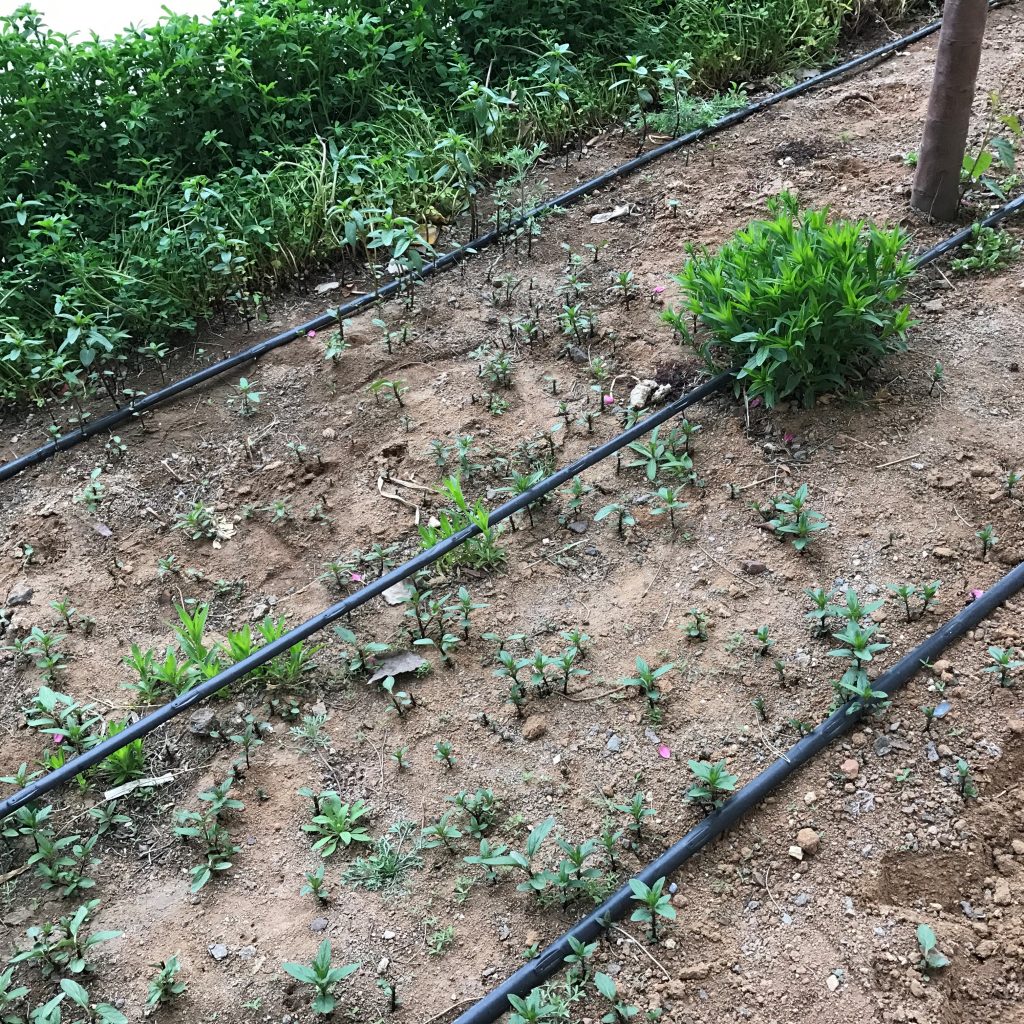 園林噴灌、滴灌、微噴