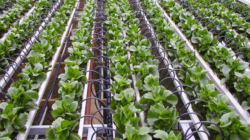 灌溉方式和灌水下限對溫室淸茄生長、耗水特性及產(chǎn)量的影響